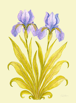Iris d'une élégance discrète - Jaune vintage doux
