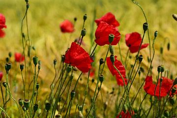 coquelicot rouge dans le champ de maïs sur Ulrike Leone