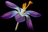 Boerenkrokus, Crocus tommasinianus