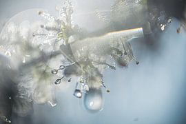 Blüte mit Tautropfen von natascha verbij