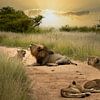 Brullende leeuwen in Zuid-Afrika van Paula Romein
