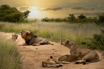 Brullende leeuwen in Zuid-Afrika van Paula Romein