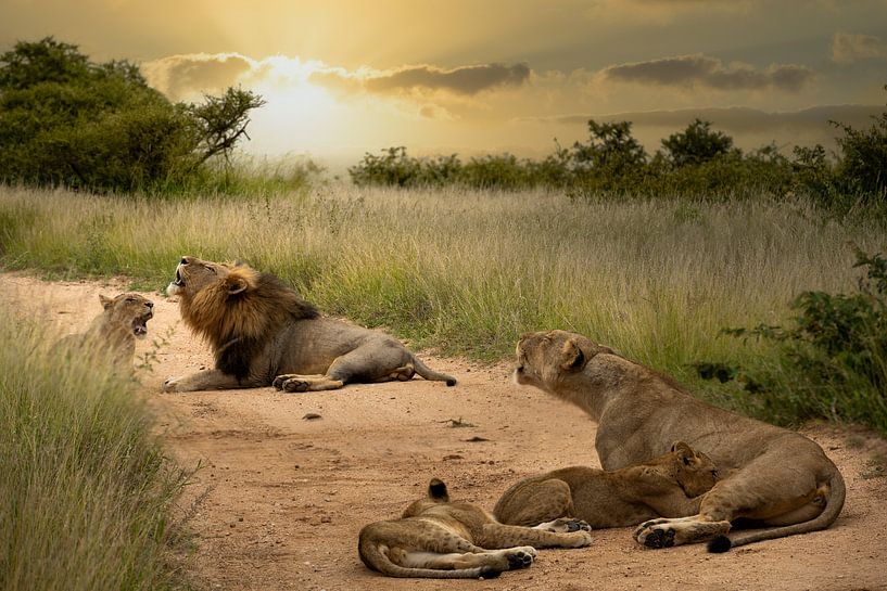 Des lions rugissants en Afrique du Sud par Paula Romein