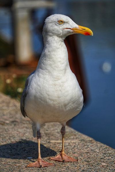 Franse Meeuw  van Flammang Fotografie