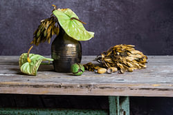Stilleven met anthurium, eikels en walnoot
