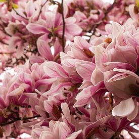 Au milieu des fleurs de magnolias sur Carla van Dulmen