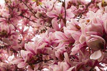 Amid Magnolia blossom by Carla van Dulmen