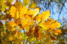 Herbstlaub von Michel Geluk