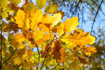 Herfstbladeren geven mooie kleuren aan de bomen in het bos van Michel Geluk