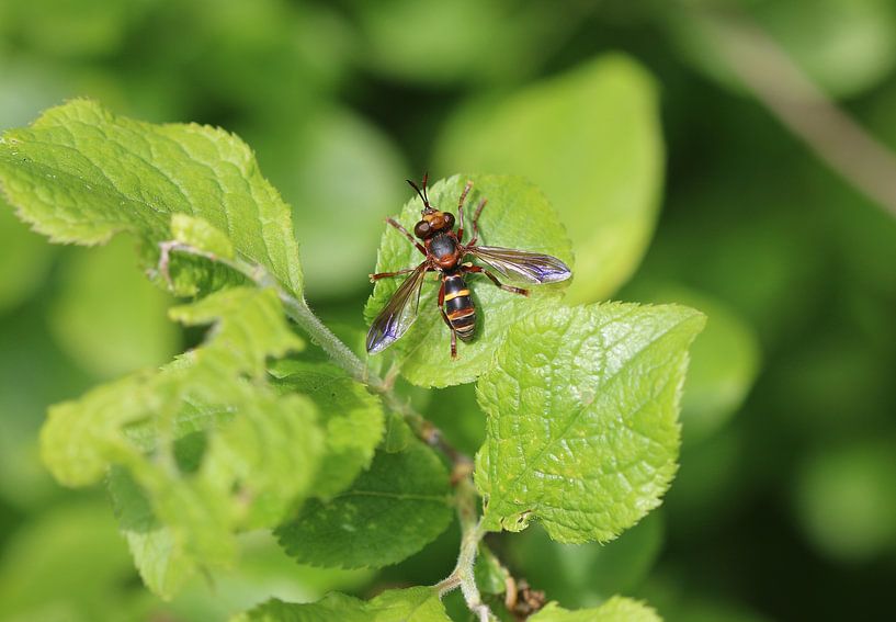 Large wasp whip fly by Matthias Brix