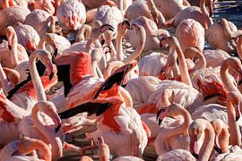 FRA, Frankrijk, Camargue, Parc Ornithologique Du Pont De Gau Fl van Christoph Hermann