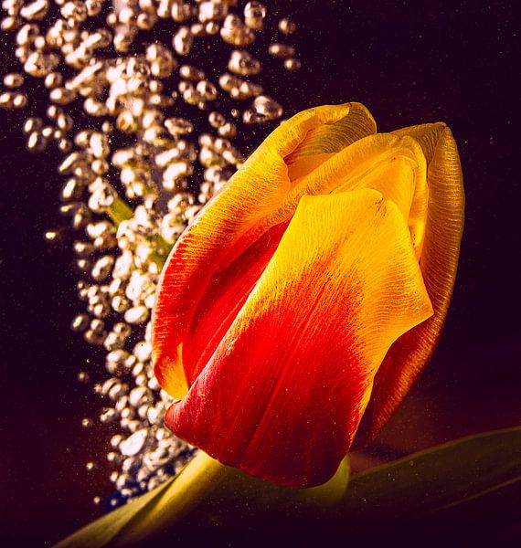 flux de tulipes par natascha verbij