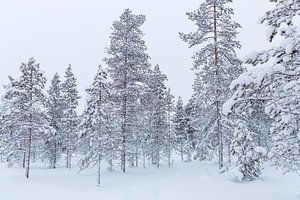 Hohe, schneebedeckte Bäume in Lappland von Miranda van Assema