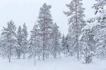 Hoge bomen bedekt met sneeuw in Lapland van Miranda van Assema
