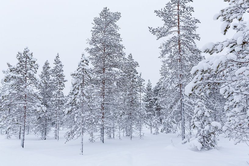 Grands arbres couverts de neige en Laponie par Miranda van Assema