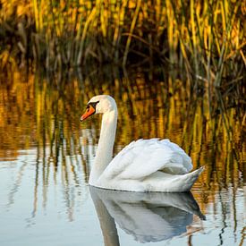 Le cygne aux dernières lueurs du jour sur Stobbe; stiltegrafie
