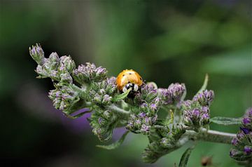 Ladybird on butterfly bush by Fotomakerij