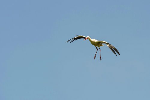 White stork 