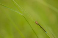Juffertje by Moetwil en van Dijk - Fotografie thumbnail