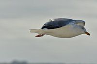 Seagull flies 2