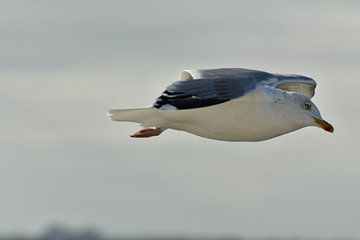 Möve fliegt 2 von Andreas Muth-Hegener