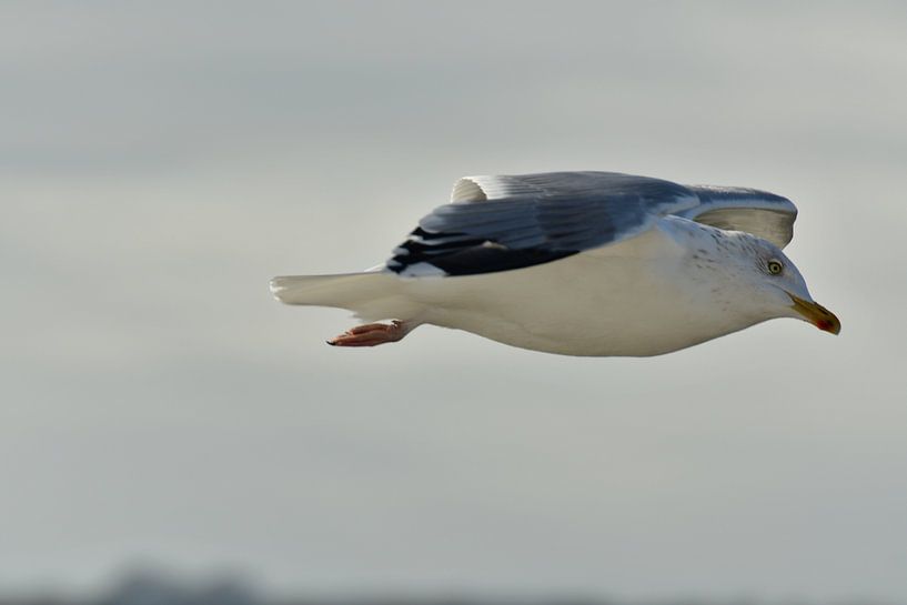 Seagull flies 2 by Andreas Muth-Hegener