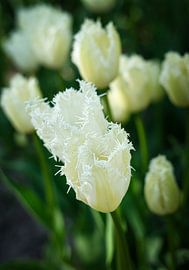 White tulips with unusually shaped petals by Bart Nikkels
