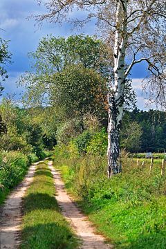Autumnal forest path with birch