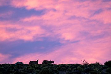 Pink, blue sunrise with two pumas by RobJansenphotography