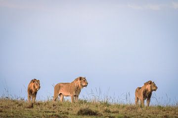 Drie leeuwen op de uitkijk van Simone Janssen