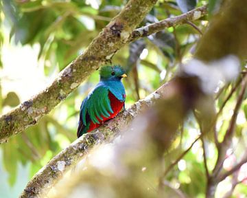 Quetzal (Colourful bird from Central America) by Rini Kools