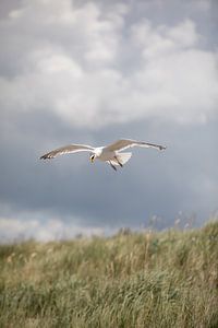 Mouette sur la plage de la mer Baltique