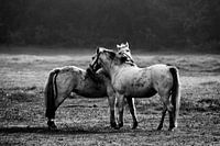 Paarden in Twente