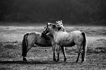Paarden in Twente van Paul Teixeira