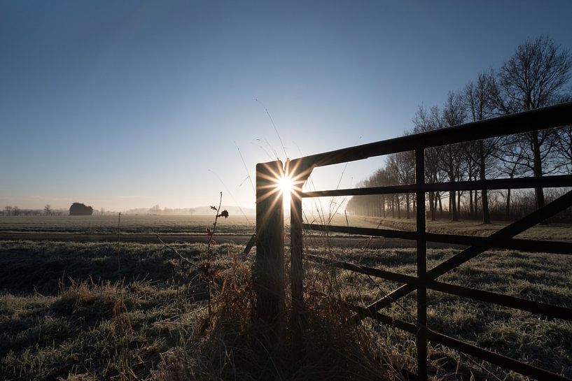 Hek in weiland by Moetwil en van Dijk - Fotografie
