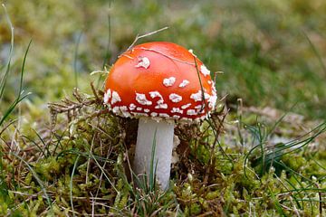 Mushroom van Erich Werner