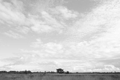 Najaarslucht boven Balloërveld