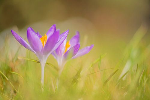 Krokus im Gras