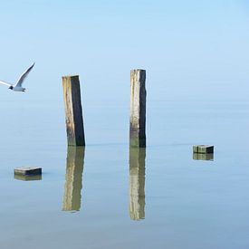 Wooden poles and a flying seagull by Harry Wedzinga