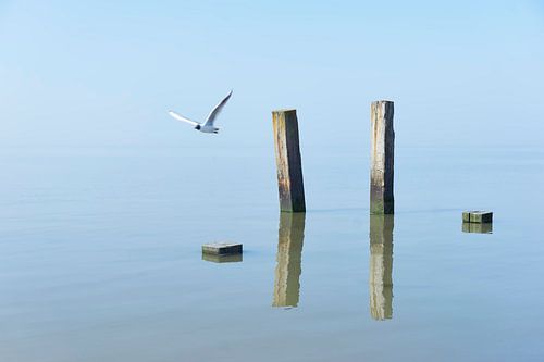 Wooden poles and a flying seagull