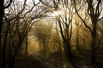 mist-zon-bomen