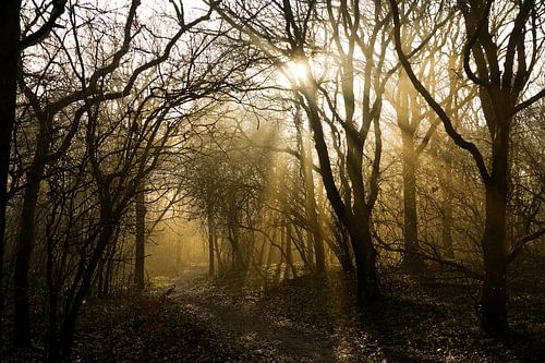 nebel-sonne-bäume von foto's van gijs