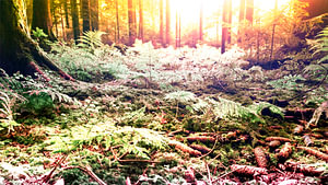 waldSpaziergang