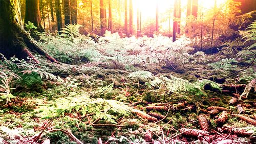 walk in the woods