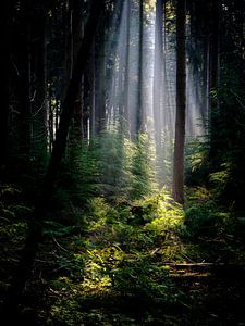 Les harpes du soleil dans la forêt de Speulder