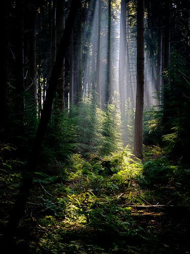 Sun harps in the Speulder forest