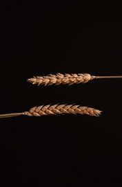 De horizontale tarwebloemen