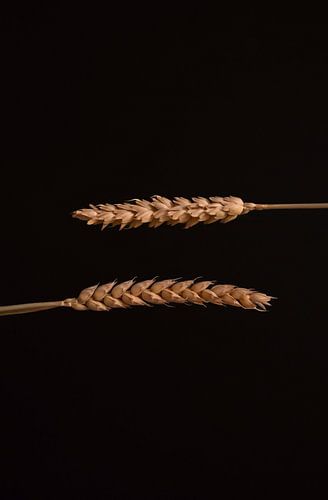 The horizontal wheat flowers