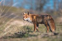 Vos in de duinen met zijn prachtige dikke staart