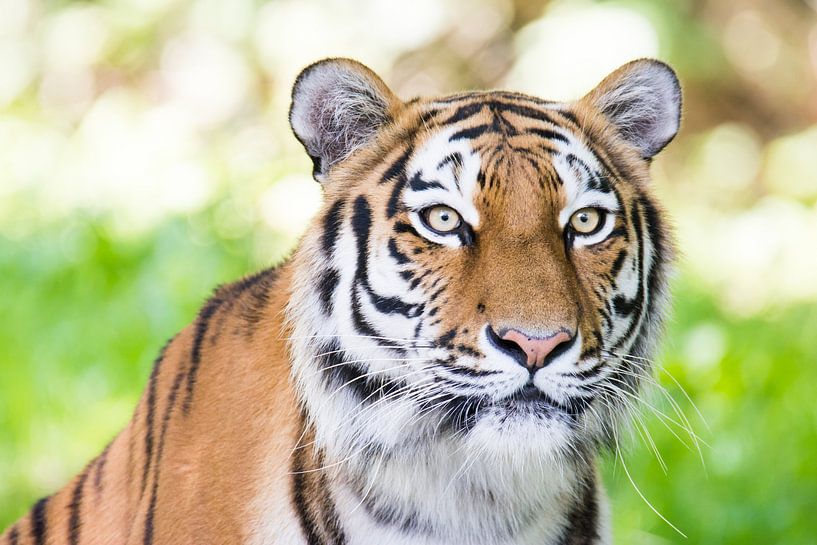 Porträt von einem sibirischen Tiger von ManfredFotos